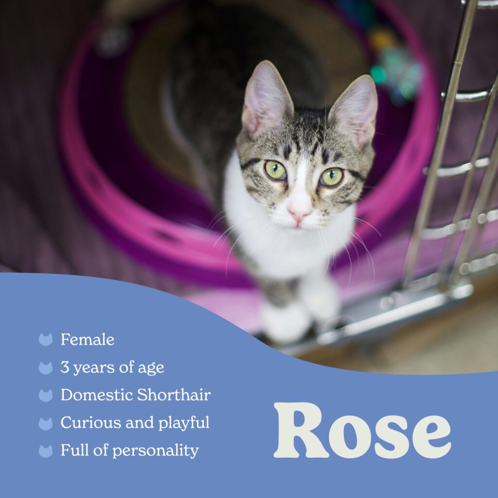 The Cat House Instagram Posts-02