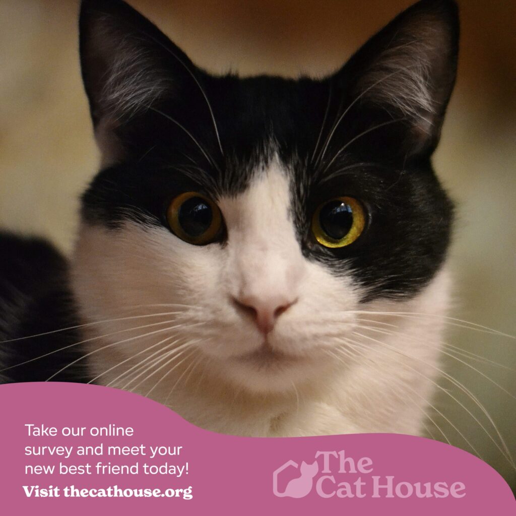 The Cat House Instagram Posts-03
